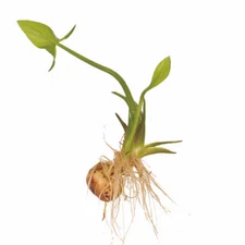 1000 Broadleaf Arrowhead Flower Seeds (Sagittaria Latifolia) EDIBLE WATER TUBER