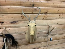 Freak Nontypical White Tail Deer Antlers Real Horns Skull Taxidermy FD9