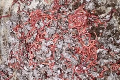Red Wiggler Worms (Composting Worms) 250 - 2000 count