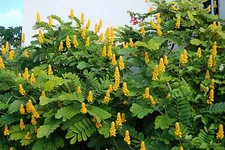 Candle Bush, (Senna alata), Cassia alata, Shrub Seeds (Fast, Showy)