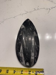 Authentic Orthoceras Fossil Plate – Polished – Devonian Period Tear Drop