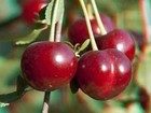 Biggest SOUR-CHERRY collection varieties- WANDA + Star of Vytenai   3+3 cuttings