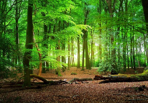 Fototapete Wald 3D Effekt Natur Bäume Wohnzimmer VLIES TAPETE XXL + KLEISTER - Bild 2 von 3