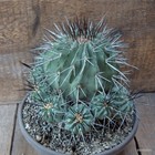 D6796 COPIAPOA DEALBATA pot20-H16-W18 cm MaMa Cactus