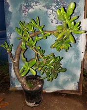 LG Bonsai Hobbit Jade Crassula Hobbit 28" Tall Great Style 25 Yrs Old