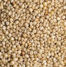 White Sorghum Seeds (Jowar) – Premium Quality Grain for Planting or Food Use