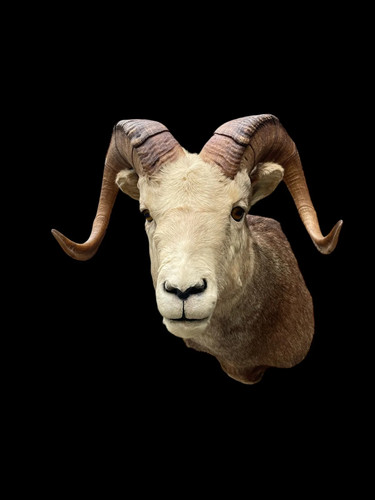 Taxidermy FANNIN=STONE SHEEP Shoulder Mount/ Big Horns/Log Cabin Hunting Lodge