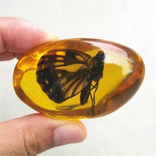 Beautiful Amber butterfly Fossil Insects Manual Polishing