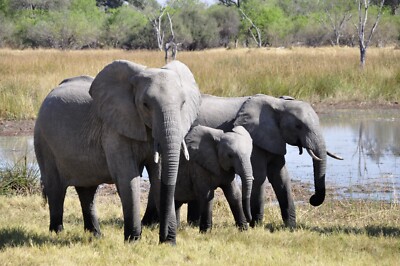 ELEPHANTS 12X18 POSTER | MAJESTIC PICTURE OF ANIMAL IN NATURAL ENVIRONMENT