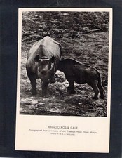 I3666 South Africa Animals Rhinoceros & Calf vintage postcard