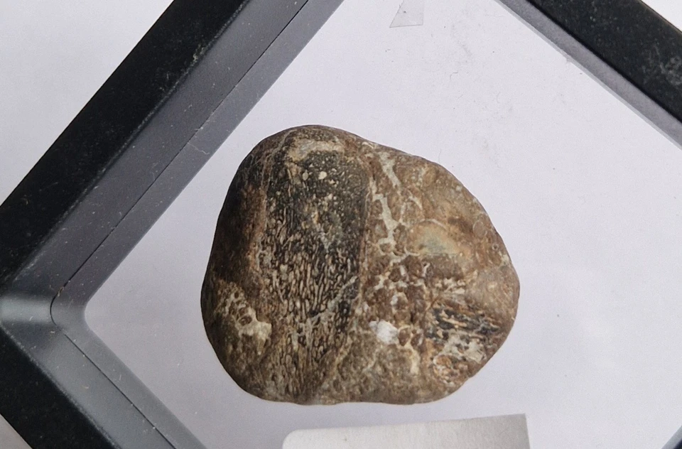 Iguanodon Dinosaur Bone ,Isle Of Wight 3.5cm - In Floating Frame - Image 2 of 3