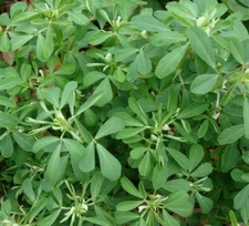 FENUGREEK SEEDS 100+ for growing HERB garden INDIA Culinary SPICE FREE SHIPPING