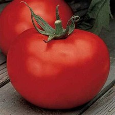 Better Boy Tomato Seeds VFN F1 Hybrid  Non-GMO  Free Shipping  1021