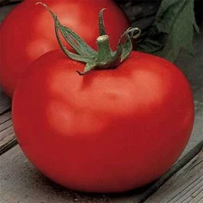 Better Boy Tomato Seeds VFN (F1 Hybrid) | Non-GMO | Free Shipping | 1021