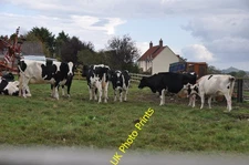 Photo A3 Ashcott : Cattle Grazing Cattle grazing at Ashcott Farm in the  c2014