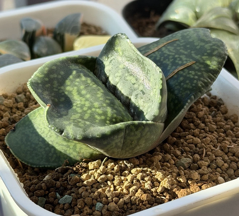 Semilla híbrida Gasteria cultivada, planta viva, suculenta igual que en la foto (3,5 pulgadas) Foto 2 de 4