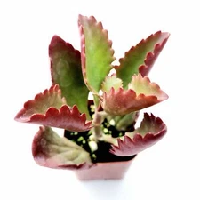 Kalanchoe sexangularis Succulent Plant