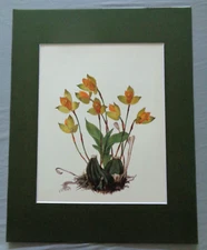 Orange Yellow Flowers Orchid Plant Botanical Art 11 x 14 Matted Ready to Frame