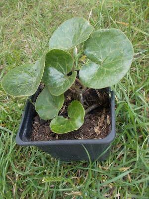 Haselwurz Asarum europaeum ausdauernde Staude winterhart Schatten