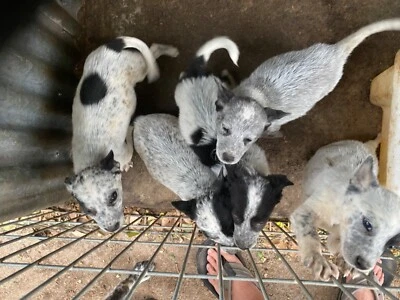 gumtree blue heeler