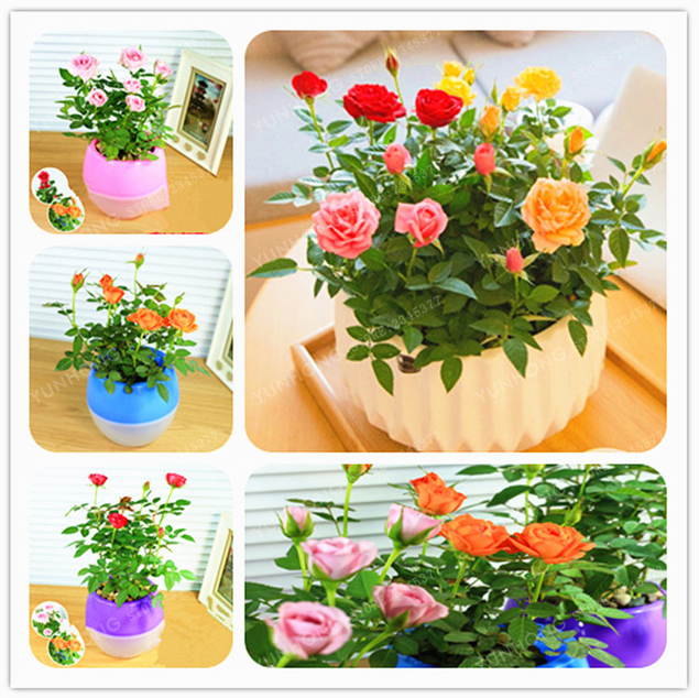 Mini Rose Bonsai Miniature Cute Plants 100 Pcs Seeds