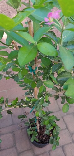 Barbados-Cherry (Sơ-ri Gò Công) Tropical Fruit Trees - Picture 5 of 5