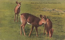 Vintage Grand Canyon of PA Forest Friends Deer Postcard by Tichnor Bros