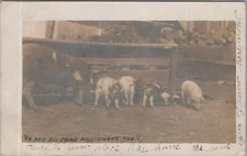 RPPC Farm Scene Pigs + Piglets Eating From Trough 