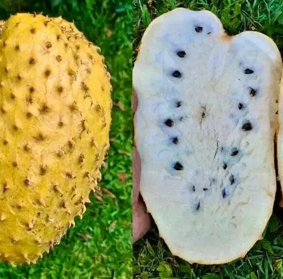 ゴールデンサワーソップ苗(Annona muricata) 35+ Seeds Golden Soursop Seeds (Annona muricata) var. Golden