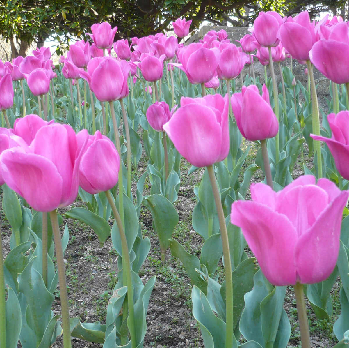1250 BARCELONA TRIUMPH TULIP BULBS MAGENTA/PINK HARDY GARDEN SPRING