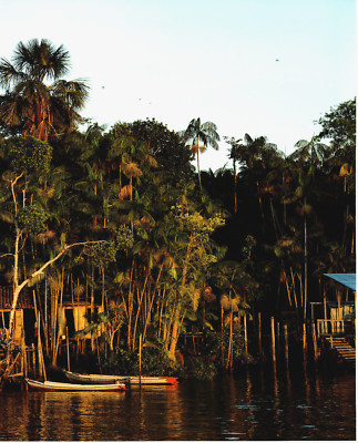 2019 Print Brazil Rio Amazonas Amazon River Para State Boat Trees