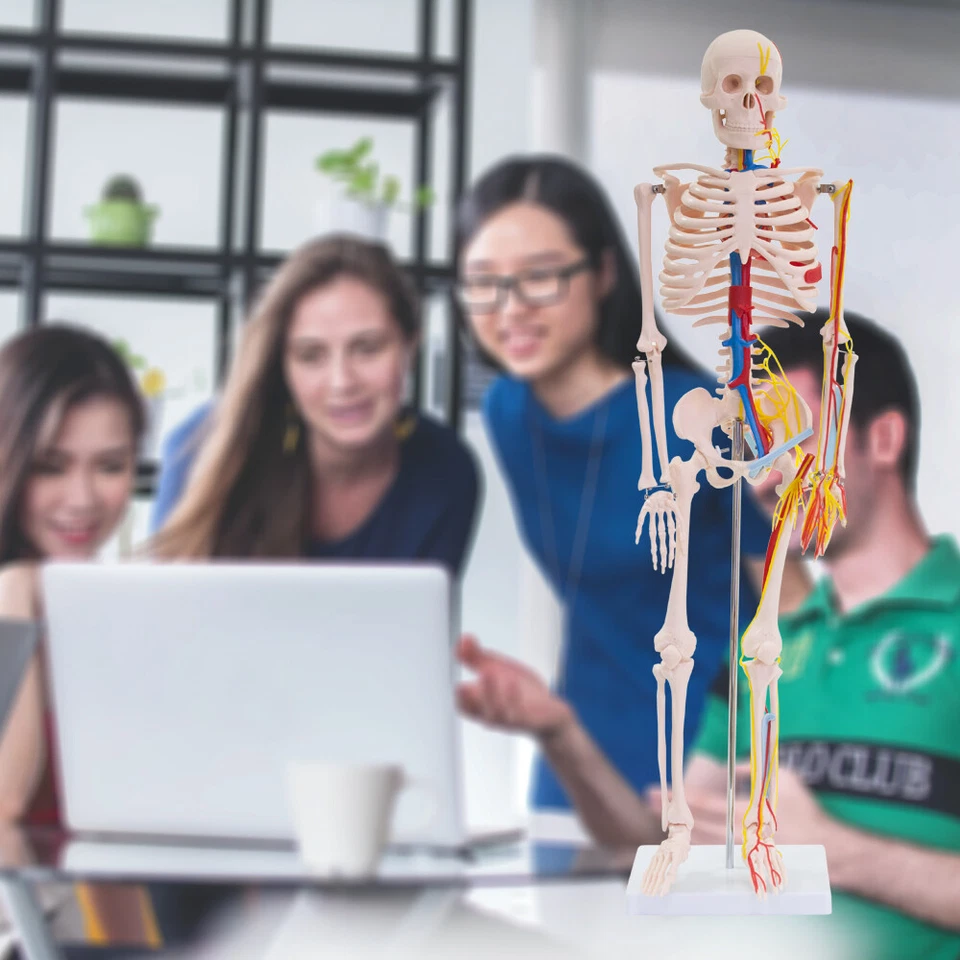 Anatomie Modell Skelett Nerven Arterien Menschliches Skelett klein 87 cm medmod - Bild 4 von 4