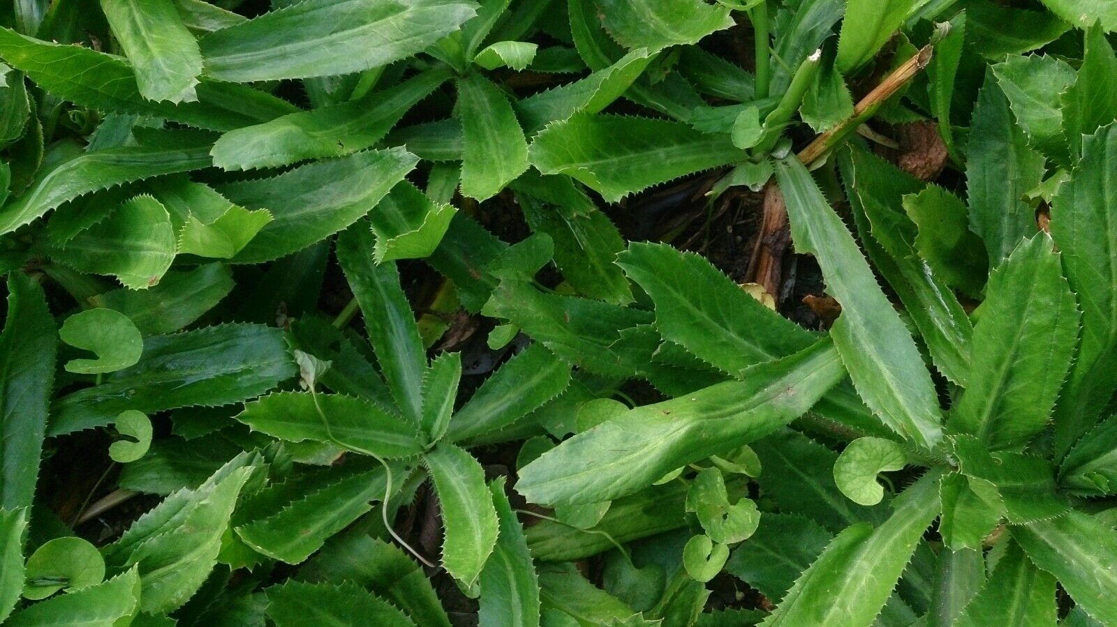 Culantro, Mexican coriander, Vietnamese Ngo gai (Eryngium foetidum), 250 seeds