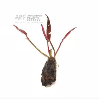 Barclaya Longifolia | Aquarium Plants Factory®