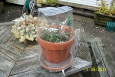 Mini Flower Pot Greenhouse