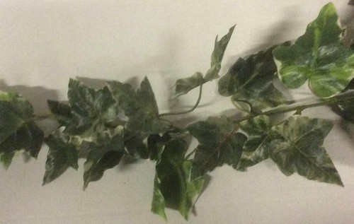 New Large Leaf Variegated Marengo Ivy Garland Artificial Silk Flowers 6ft - Picture 2 of 2