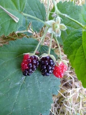 x3 PLANTS California Blackberry LIVE Bare Root Organic Natural Food Vitamin C