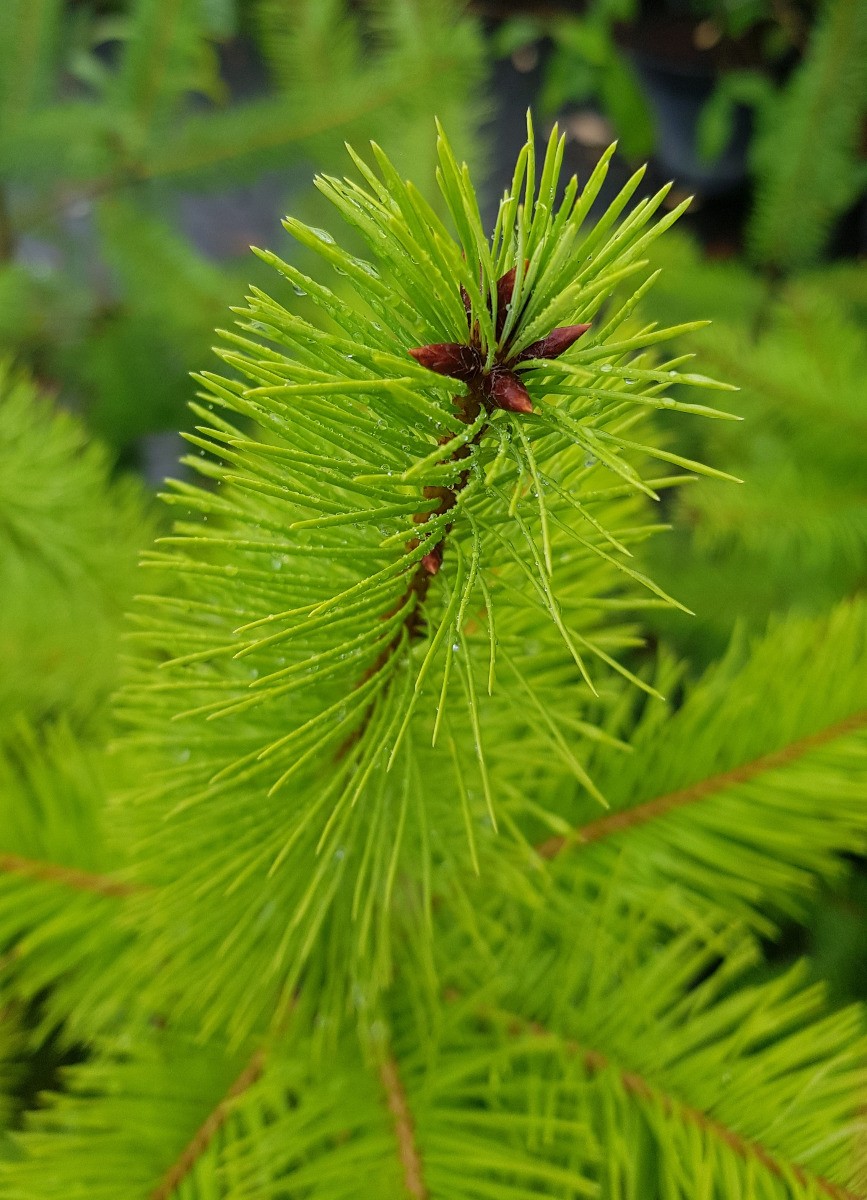 Sapin de Douglas Pseudotsuga menziesii en conteneur de 3 à 4 litres pour jardin