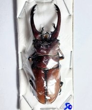 Lucanidae : Prosopocoilus astacoides pallidipennis 50-59mm A1 Wild
