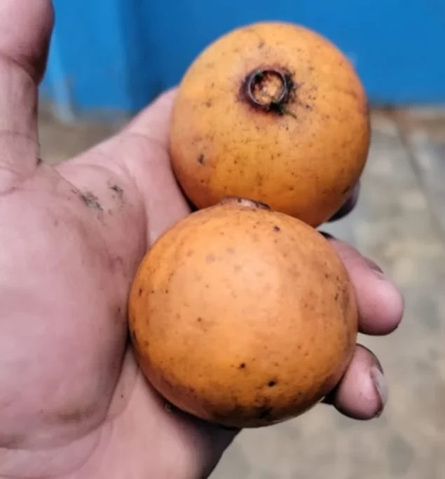 Plinia costaricensis