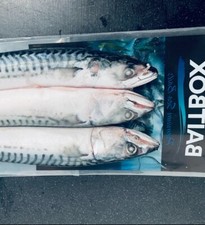 Baitpax Joey x3 to a Pk FREE NXTDay on dryice.. 5pk bundle