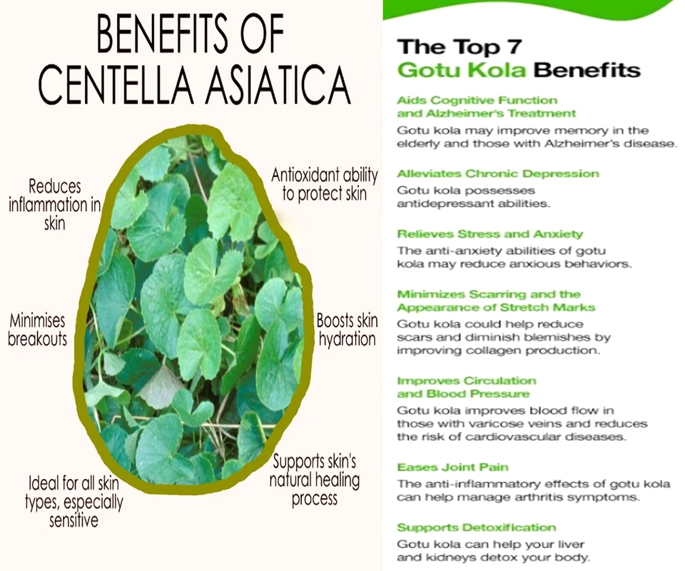 Gotu Kola Hojas Sueltas Centella Asiática Al Portero Hoja Seca Orgánica Té de Hierbas Foto 3 de 4