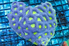 WYSIWYG live CORALS DEPOT cdc aussie dark purple large yellow green rimmed favia