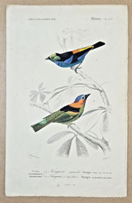 Gravure coloriée Oiseaux : Calliste septicolore - Tangara à tête bleue. 1861