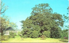Postal MAGNOLIA TREE Cottage Hill MOBILE, Alabama AL