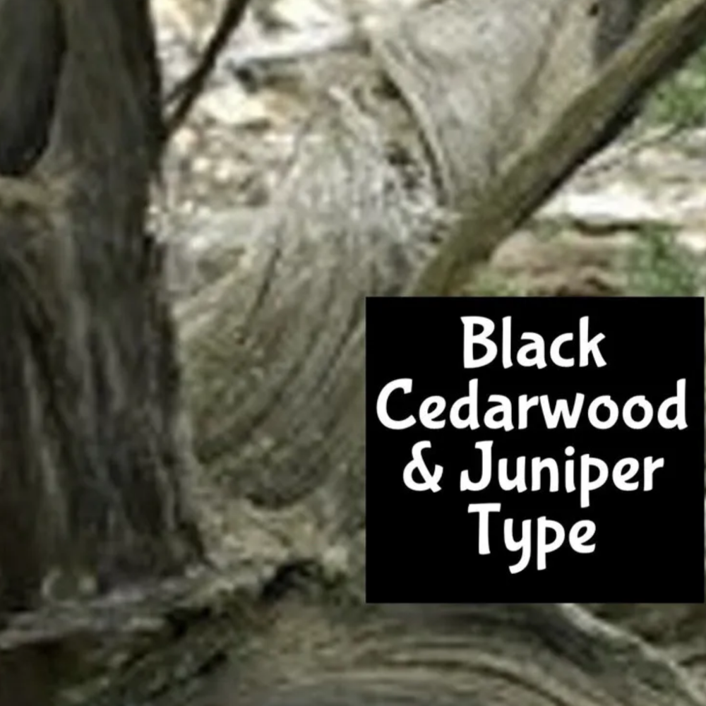 DARK CEDAR & JUNIPER Perfume Cologne Body Splash Lotion Scrub Fragrance Bath Oil