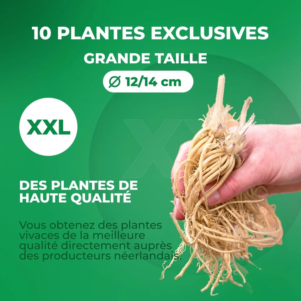 Hosta Plante Rustique - Premium Collection - 10 Racines - Multicolore - Vivaces - Photo 4/4