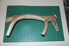 Jumbo Branched Elk Antler 14 dog chew base piece / chews deer XXL XL 222