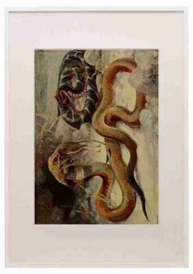 Kuhnert Friedrich Wilhelm 1916 v3 Cobra & Puff Adder A3 A4 Framed Print Picture