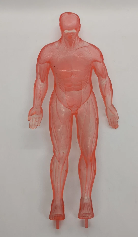 RICAMBIO Esplorando Il Corpo Umano  modellino anteriore uomo trasparente vintage - Immagine 2 di 3